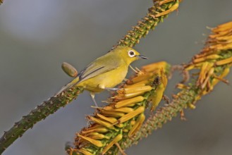 African Yellow White-eye (Zosterops senegalensis), South Africa