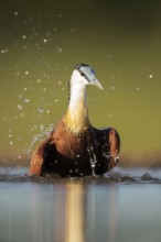 African Jacana (Actophilornis africanus) bathing, South Africa