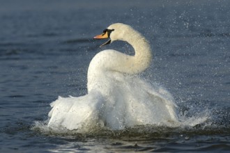 Hoeckerschwan (Cygnus olor) Altvogel badet