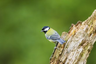 Great tit (Parus major) sitting on an old wrotten tree trunk at a swamp, Bavaria, Germany