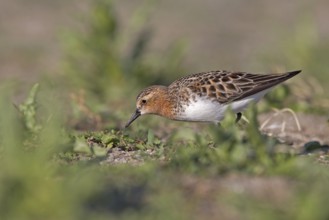 Red-necked Stint (Calidris ruficollis) foraging, Dornod Province, Mongolia