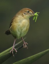 Broad-tailed Grassbird (Schoenicola platyurus) with insect in its beak, Maharashtra, India