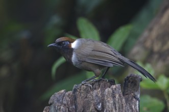 White-necked Laughingthrush (Garrulax strepitans) juvenile, Mae Wong, Thailand