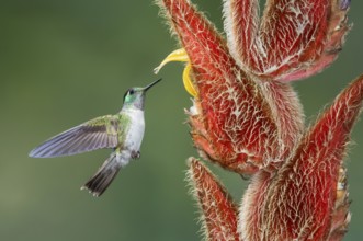 White-bellied Mountain Gem (Lampornis hemileucus), Costa Rica