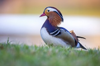 Mandarin Duck (Aix galericulata) male, Saxony-Anhalt, Germany