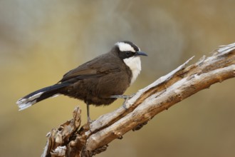 Hall's Babbler (Pomatostomus halli), Queensland, Australia