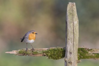 European Robin (Erithacus rubecula), Poland