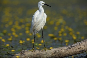 Little Egret (Egretta garzetta) Hungary