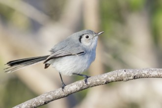 Cuban gnatcatcher (Polioptila lembeyei) perched on a branch in Cuba