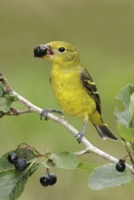 Western Tanager (Piranga ludoviciana) female, British Columbia, Canada