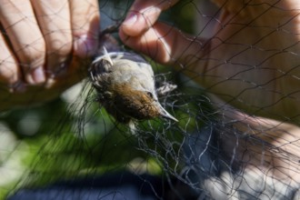 A female blackcap (Sylvia atricapilla) is released by hands from a net in the sunlight to be