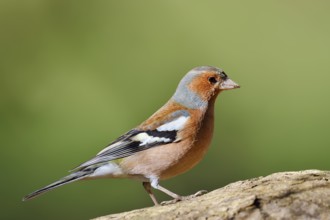 Chaffinch (Fringilla coelebs), male, North Rhine-Westphalia, Germany