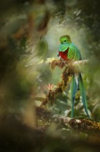 Resplendent Quetzal, Savegre in Costa Rica with green forest in background. Magnificent sacred
