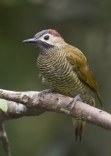 Golden-olive Woodpecker (Colaptes rubiginosus) female, Pichincha, Ecuador