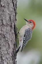 Red-bellied Woodpecker (Melanerpes carolinus), Florida, USA