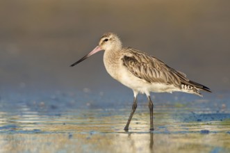 Bar-tailed Godwit (Limosa lapponica) foraging, Queensland, Australia