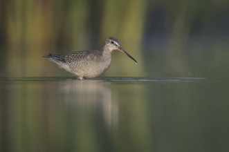 Spotted Redshank (Tringa erythropus), Thuringia, Germany