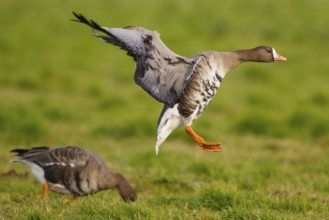 Greater White-fronted Goose (Anser albifrons) flying, North Rhine-Westphalia, Germany