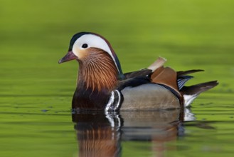 Mandarin Duck (Aix galericulata) male, Brandenburg, Germany