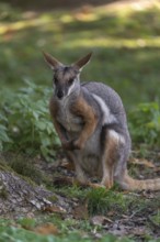 One yellow-footed rock-wallaby (Petrogale xanthopus), or ring-tailed wallaby sitting on grass
