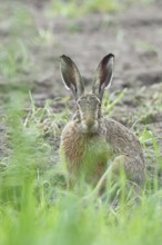 European hare (Lepus europaeus) sitting on a freshly harrowed field, looking into the camera, North