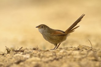 Eastern Bristlebird (Dasyornis brachypterus), New South Wales, Australia