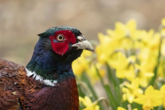 Common pheasant (Phasianus colchicus) adult male game bird head portrait, England, United Kingdom