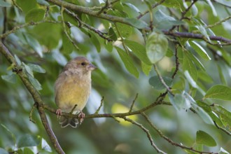 European Greenfinch (Chloris chloris), Berlin, Germany