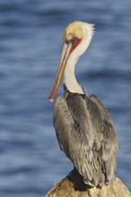 Brown Pelican (Pelecanus occidentalis), California, USA