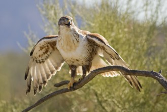 Ferruginous Hawk (Buteo regalis), Arizona, USA