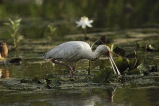 African Spoonbill (Platalea alba), Gambia