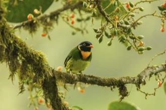 Orange-breasted Fruiteater (Pipreola jucunda) male perched on a mossy branch, Mindo, Ecuador