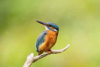 Common kingfisher (Alcedo atthis) sitting on an old wooden branch in late summer, wildife, Bavaria,