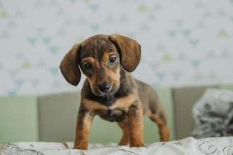 Adorable Dachshund puppy standing confidently on a patterned bedspread in a bedroom, showcasing its