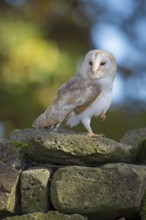 Western Barn Owl (Tyto alba), Lower Saxony, Germany
