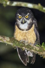 Spectacled Owl (Pulsatrix perspicillata) perched on a branch in Costa Rica