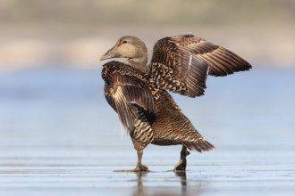 Common Eider (Somateria mollissima) female, British Columbia, Canada