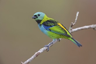 Green-headed Tanager (Tangara seledon)