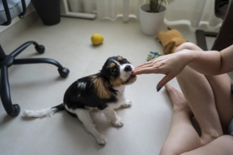 A young woman is shown training her playful Cavalier King Charles Spaniel at home. The dog eagerly