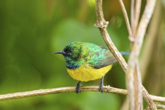Collared Sunbird, Forest Sunbird, (Anthodiaeta collaris), (Anthreptes collaris), Garden Route