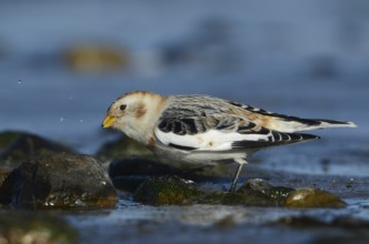 Snow Bunting (Plectrophenax nivalis), Schleswig-Holstein, Germany