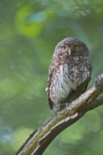 Eurasian Pygmy Owl (Glaucidium passerinum) female perched on a branch, Bavaria, Germany