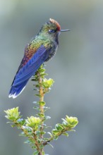 Rainbow-bearded Thornbill (Chalcostigma herrani) perched on a branch in Colombia, South America