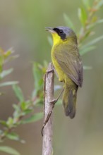 Masked Yellowthroat (Geothlypis aequinoctialis) perched on a branch in the Atlantic rainforest of
