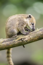 South American coati (Nasua nasua) youngster klimbing a little tree, captive, Zoo Augsburg