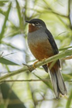 Rufous-throated Solitaire (Myadestes genibarbis) perched on a branch on the Caribbean Island of
