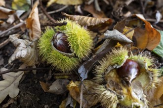 Fruits of the sweet chestnut (Castanea sativa) lying on the forest floor in a spiky fruit cup,