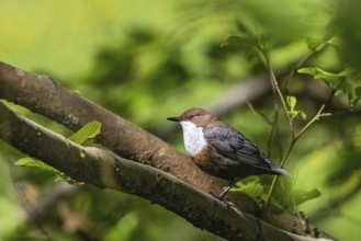 White-throated Dipper (Cinclus cinclus), Bavaria, Germany