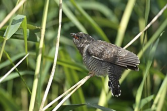 Common Cuckoo (Cuculus canorus) juvenile, Saxony-Anhalt, Germany
