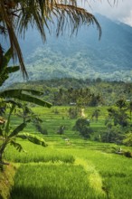 Jatiluwih, rice terrace, rice, agribusiness, agriculture, export, tourism, travel, landscape,